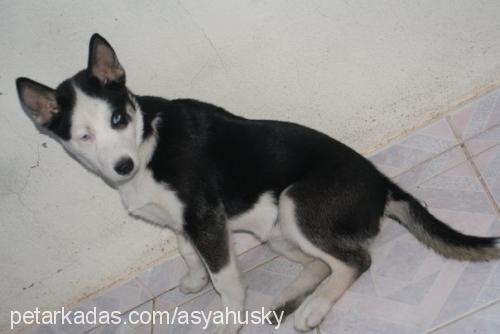 asya Dişi Sibirya Kurdu (Husky)