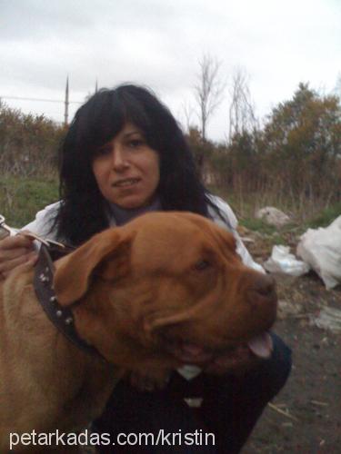 kristin Dişi Fransız Mastiff