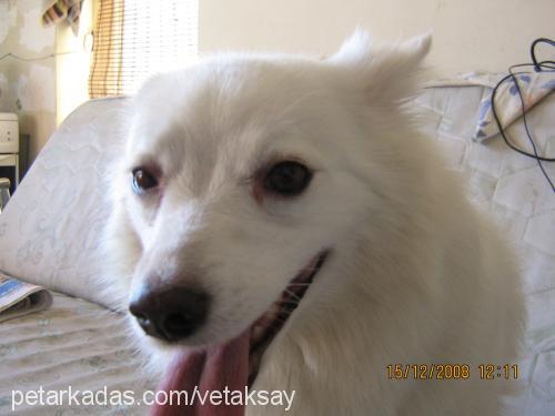 pamuk Dişi Samoyed