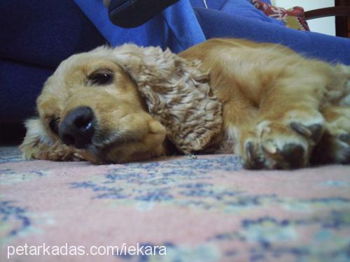 İris Dişi İngiliz Cocker Spaniel