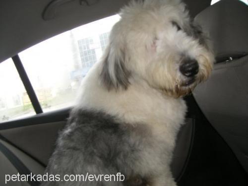 teddyjr. Erkek Old English Sheepdog