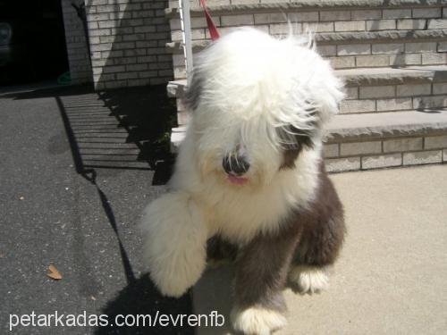 teddyjr. Erkek Old English Sheepdog