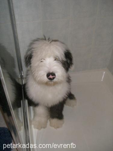 teddyjr. Erkek Old English Sheepdog