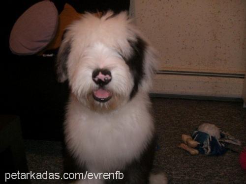 teddyjr. Erkek Old English Sheepdog