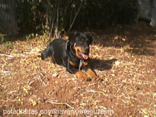 angel Dişi Rottweiler