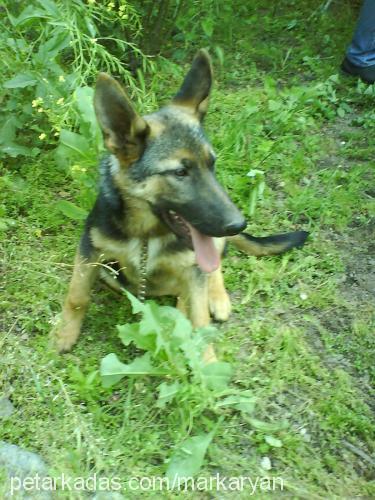 sultan Dişi Alman Çoban Köpeği