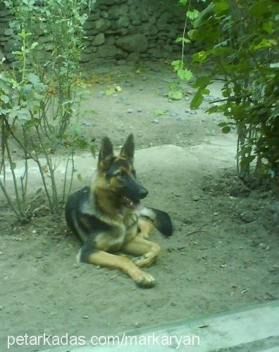 sultan Dişi Alman Çoban Köpeği