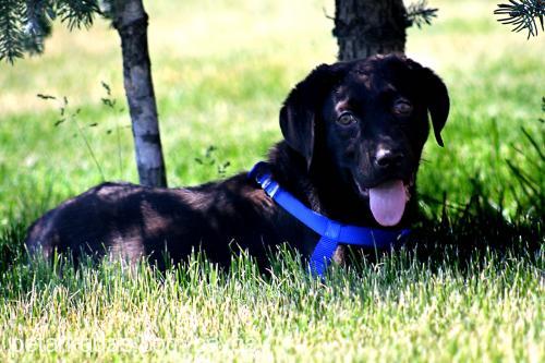 dİno Erkek Labrador Retriever