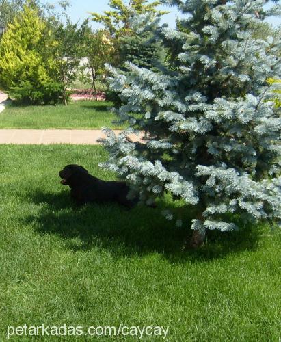 dİno Erkek Labrador Retriever