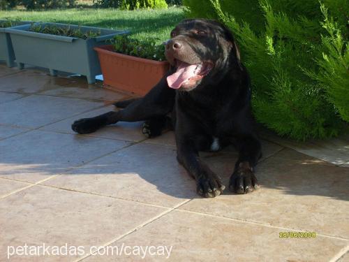 dİno Erkek Labrador Retriever