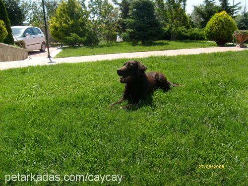 dİno Erkek Labrador Retriever