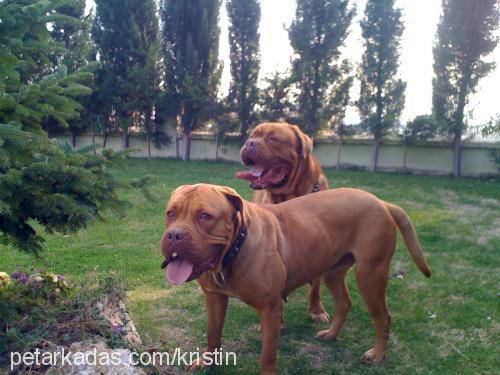 kristin Dişi Fransız Mastiff