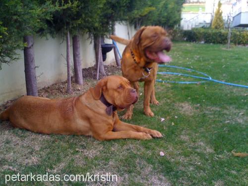 kristin Dişi Fransız Mastiff