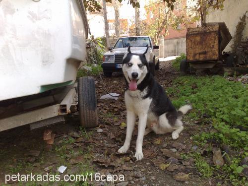 alex Erkek Sibirya Kurdu (Husky)