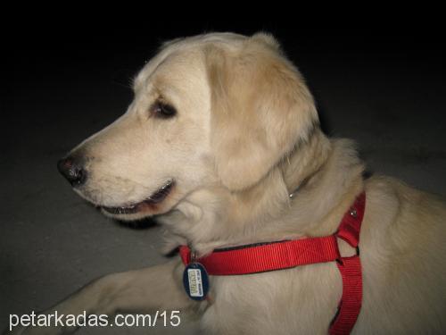 lessie Dişi Golden Retriever