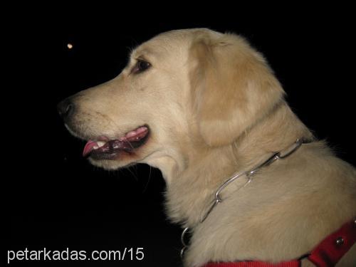 lessie Dişi Golden Retriever