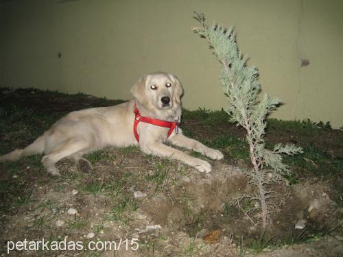 lessie Dişi Golden Retriever