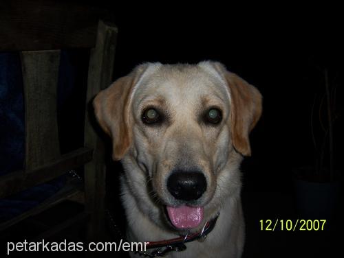 beyaz Erkek Labrador Retriever