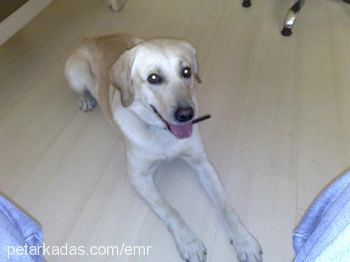 beyaz Erkek Labrador Retriever