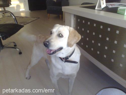 beyaz Erkek Labrador Retriever