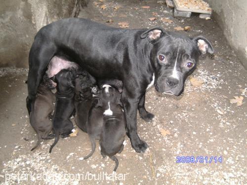 herkül Erkek Amerikan Staffordshire Terrier