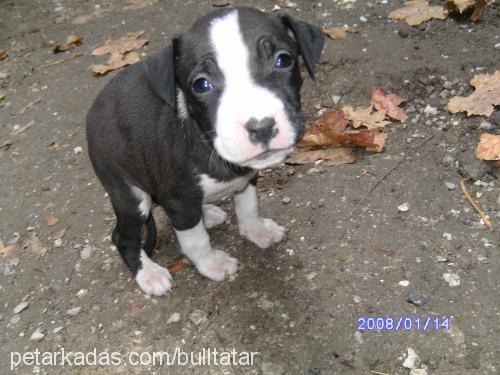 herkül Erkek Amerikan Staffordshire Terrier