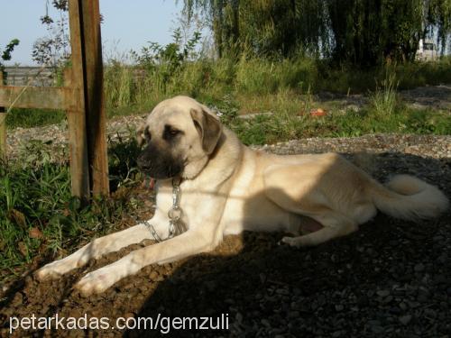 duman Dişi Kangal