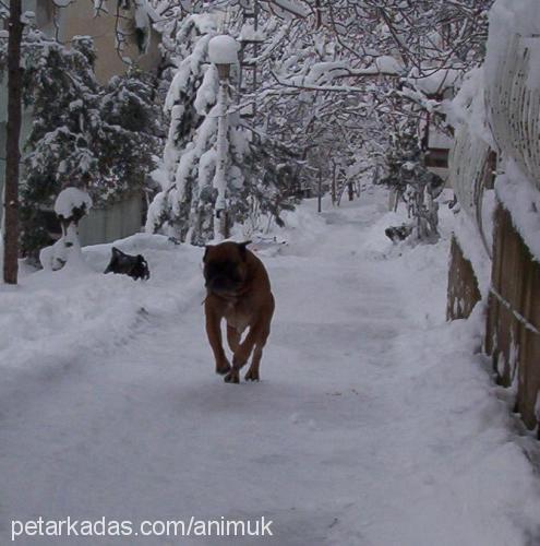 paŞa Erkek Boxer