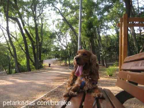 duman Erkek İngiliz Cocker Spaniel