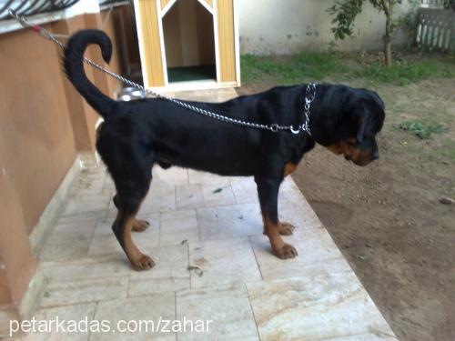 zahar Erkek Rottweiler