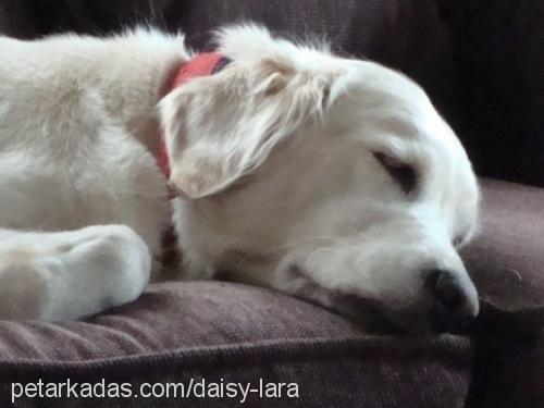 daisy Dişi Golden Retriever