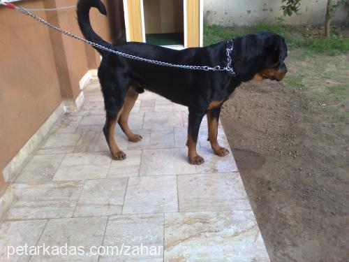 zahar Erkek Rottweiler