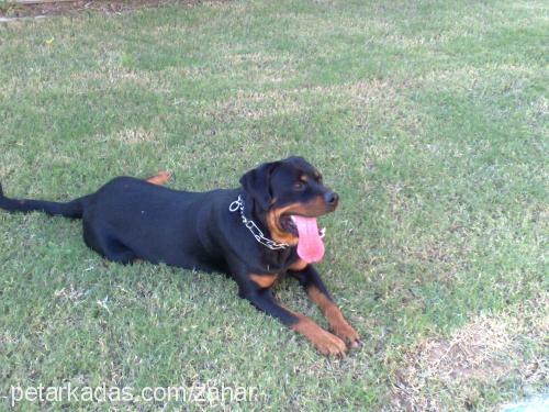 zahar Erkek Rottweiler