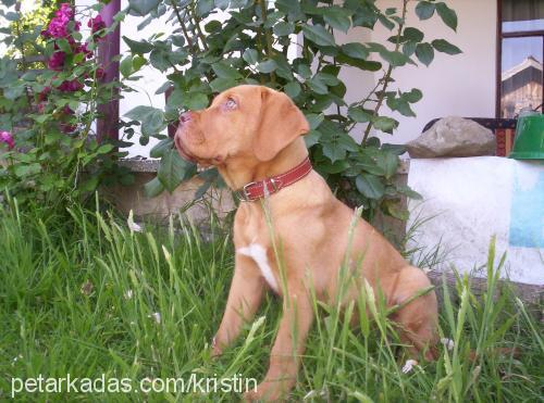 kristin Dişi Fransız Mastiff