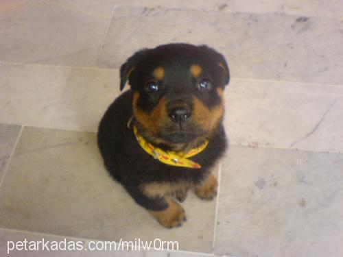 karamel Dişi Rottweiler