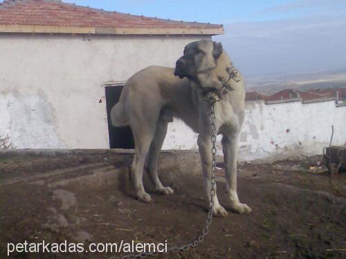 ceyar Erkek Kangal