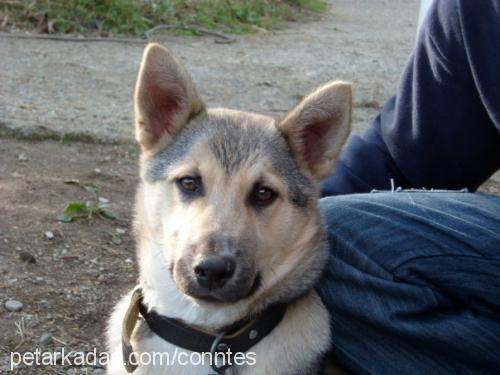 kont Erkek Alman Çoban Köpeği