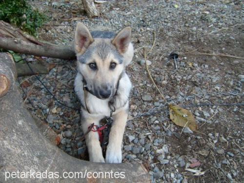 kont Erkek Alman Çoban Köpeği