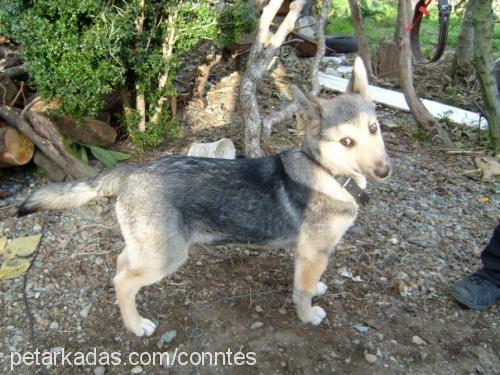 kont Erkek Alman Çoban Köpeği