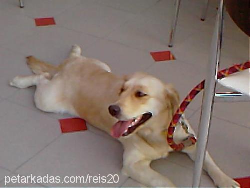 daisy Dişi Golden Retriever