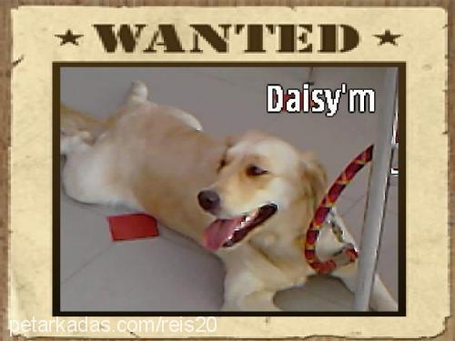 daisy Dişi Golden Retriever