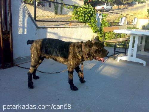 paŞacanecorso Erkek Cane Corso Italiano