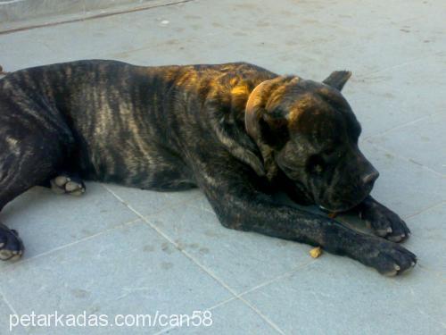 paŞacanecorso Erkek Cane Corso Italiano