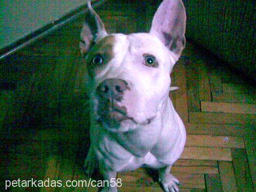 daisy Dişi Amerikan Staffordshire Terrier