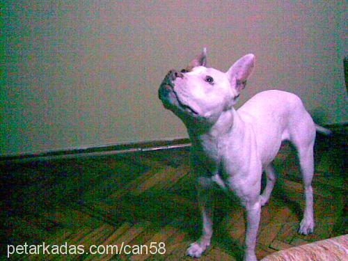 daisy Dişi Amerikan Staffordshire Terrier