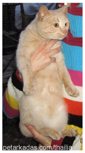 bijon Erkek European Shorthair