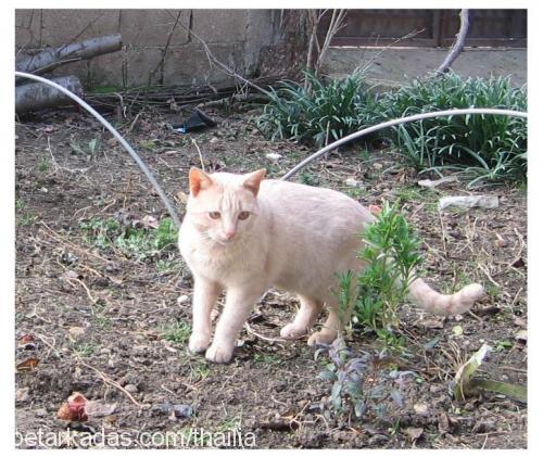 bijon Erkek European Shorthair