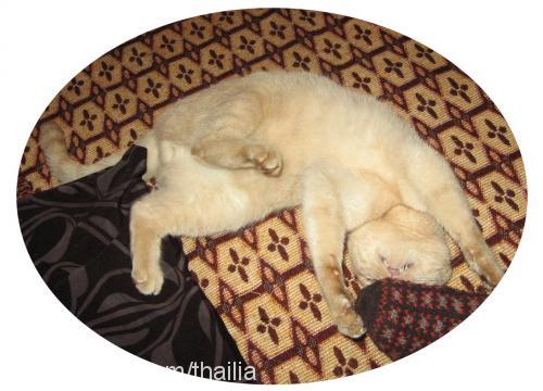 bijon Erkek European Shorthair