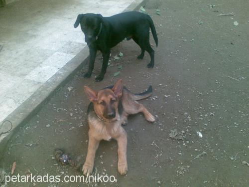 sezar Erkek Alman Çoban Köpeği