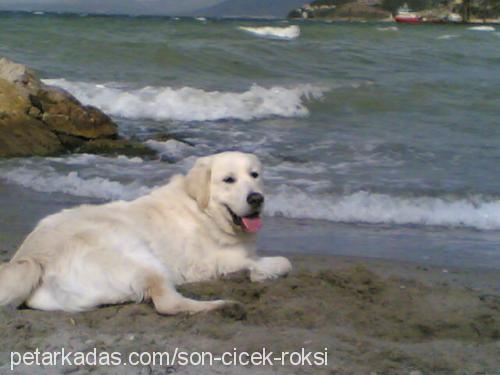 goldi Erkek Golden Retriever